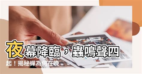 蟬叫聲晚上|蟬會在晚上叫嗎？